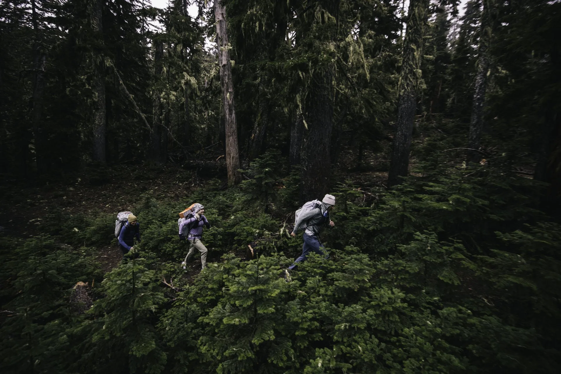 New Arrivals - hikers moving through the forest.