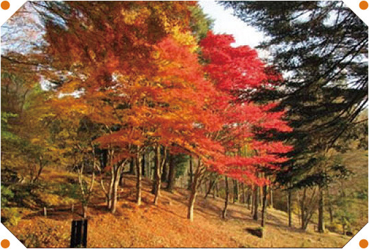 六甲高山植物園